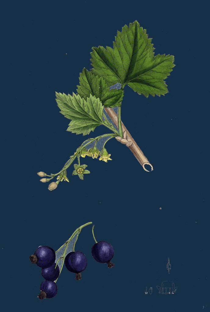 Detail of Ribes Nigrum; Black Currant by Anonymous