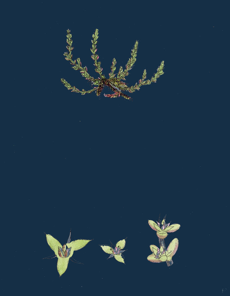 Detail of Tillaea Muscosa; Mossy Tillaea by Anonymous