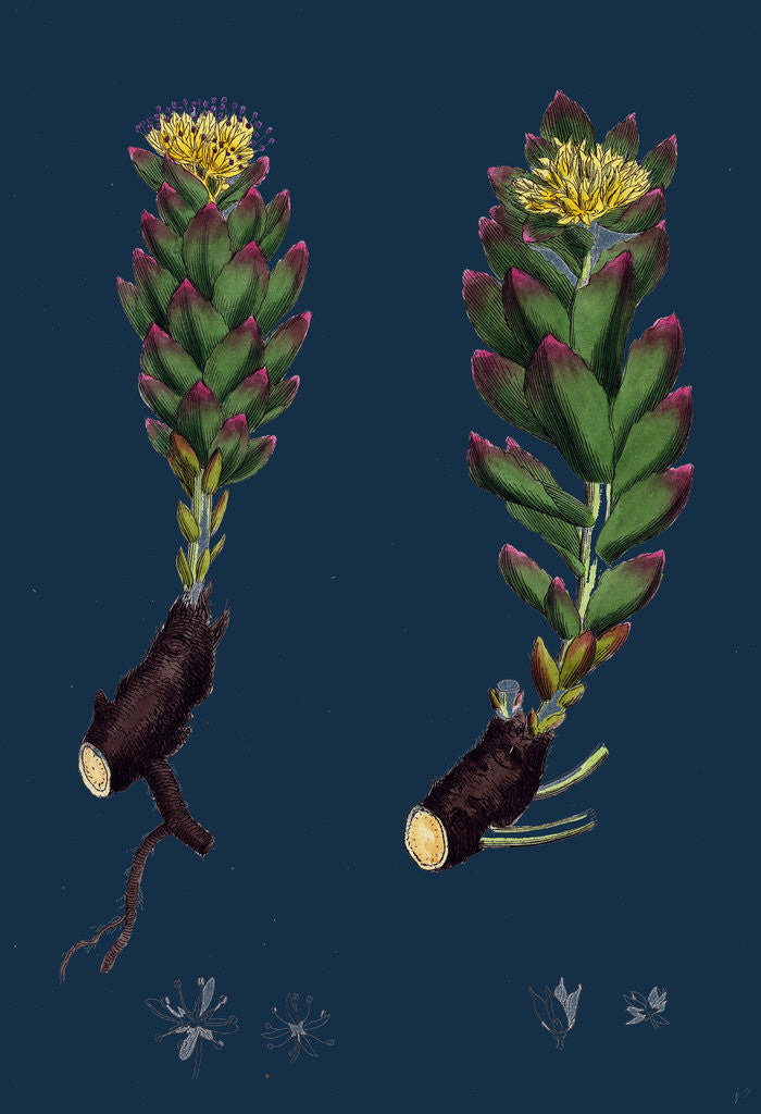 Detail of Sedum Rhodiola; Rose-Root by Anonymous