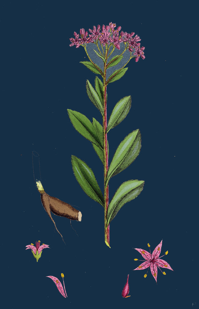 Detail of Sedum Fabaria; Narrow-Leaved Orpine by Anonymous