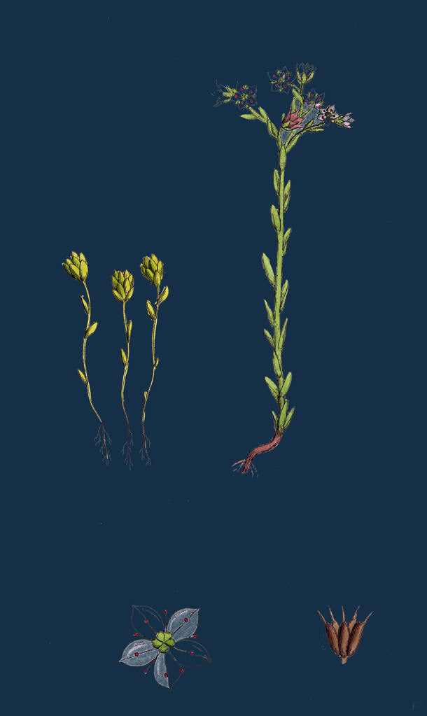 Detail of Sedum Villosum; Hairy Stone-Crop by Anonymous