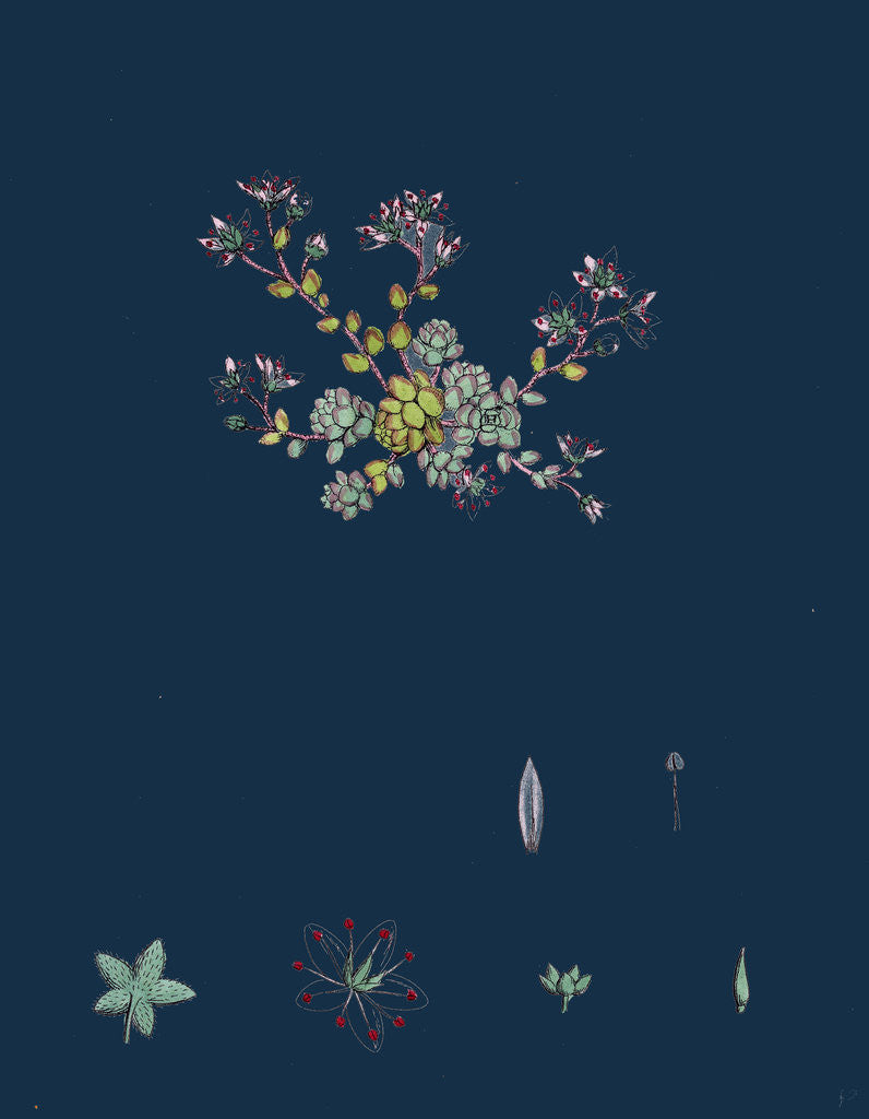 Detail of Sedum Dasyphyllum; Thick-Leaved Stone-Crop by Anonymous