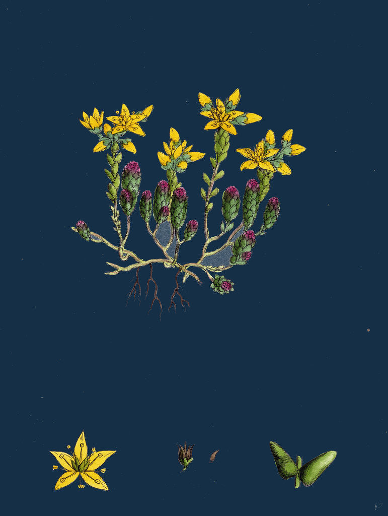 Detail of Sedum Acre; Biting Stone-Crop by Anonymous