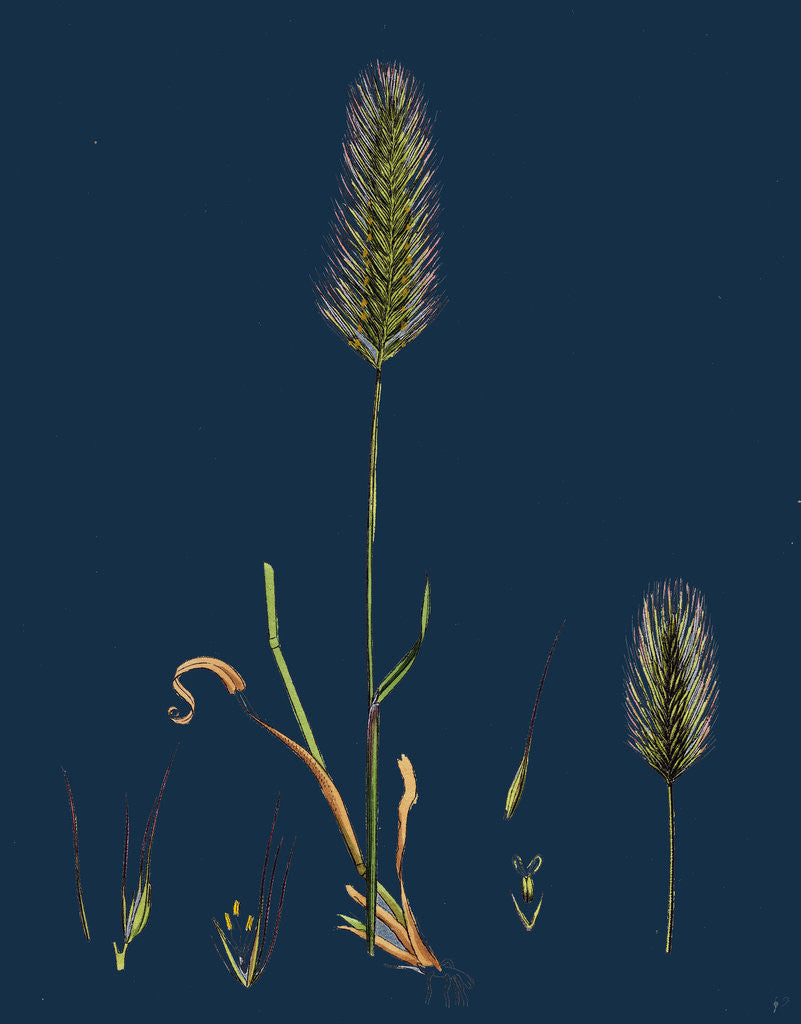 Detail of Hordeum Maritimum; Sea Barley by Anonymous