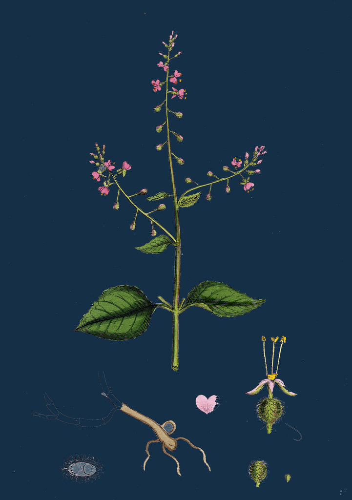 Detail of Circaea Lutetiana; Common Enchanter's-Nightshade by Anonymous