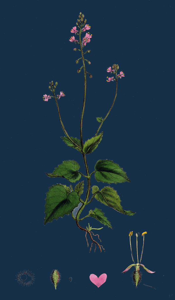 Detail of Circaea Alpina; Alpine Enchanter's-Nightshade by Anonymous