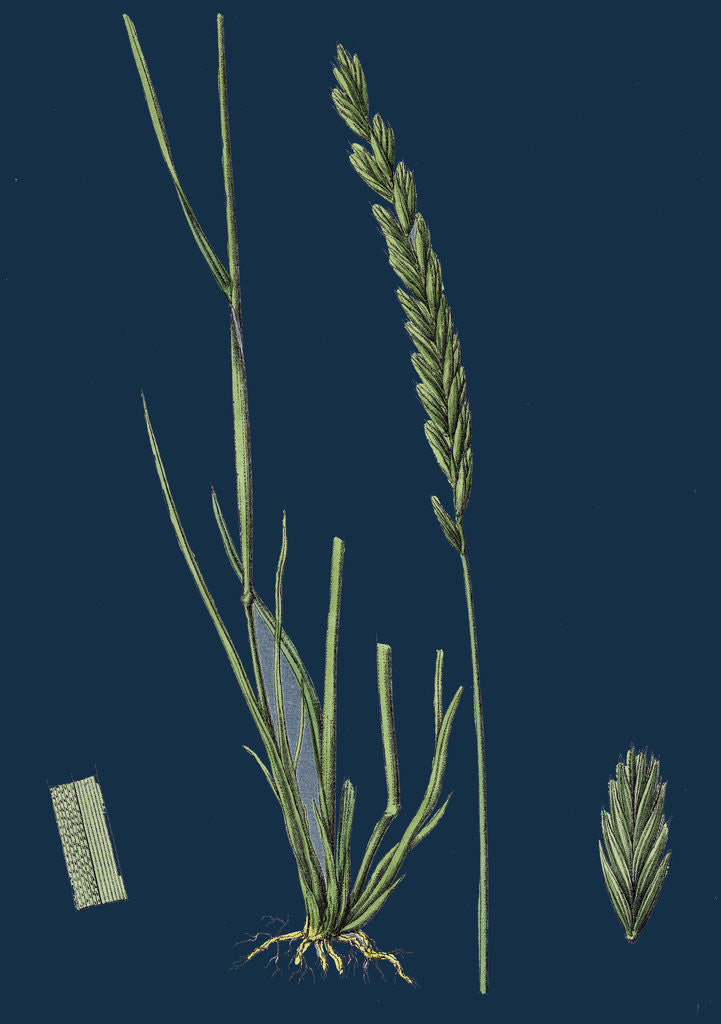 Detail of Triticum Pungens; Erect Sea Couch-Grass by Anonymous