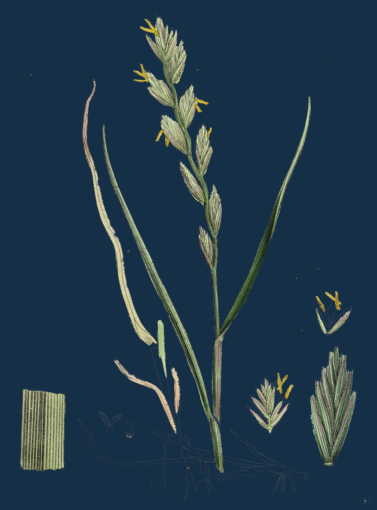 Detail of Triticum Junceum; Sand Couch-Grass by Anonymous