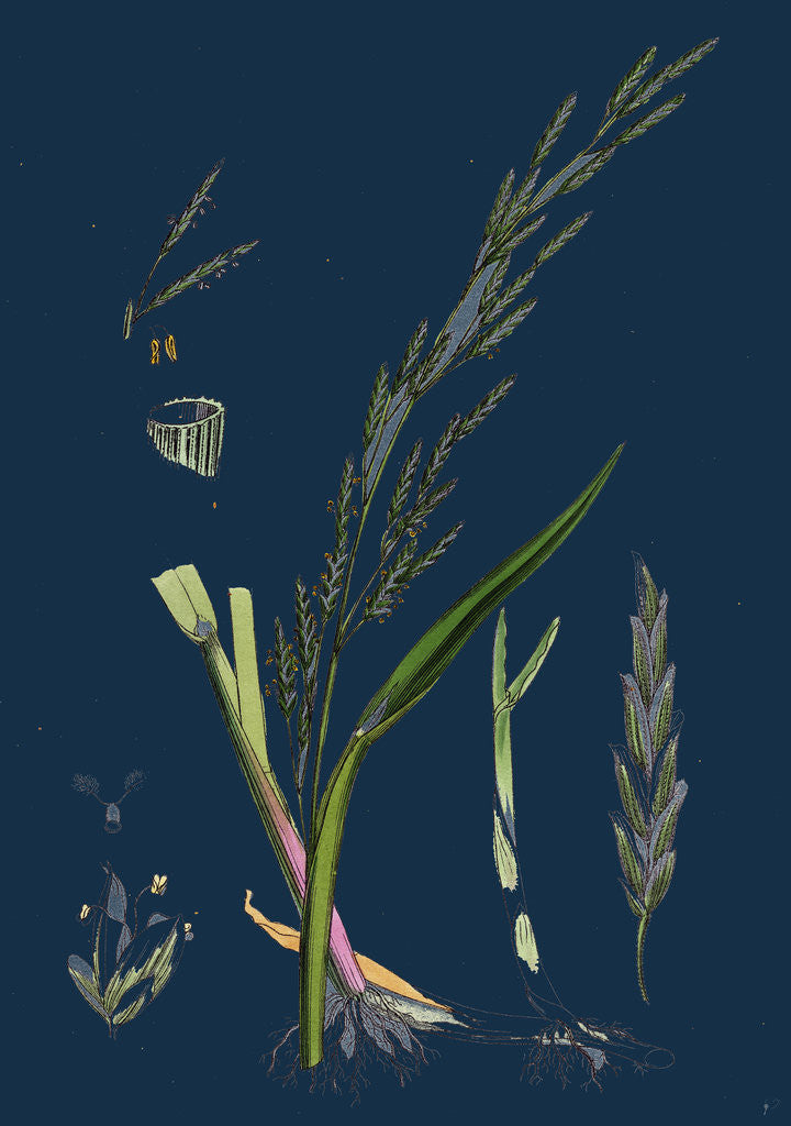 Detail of Glyceria Plicata; Folded-Leaved Meadow-Grass by Anonymous