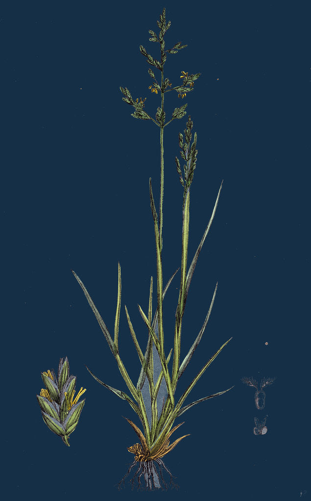 Detail of Sclerochloa Borreri; Borrer's Meadow-Grass by Anonymous