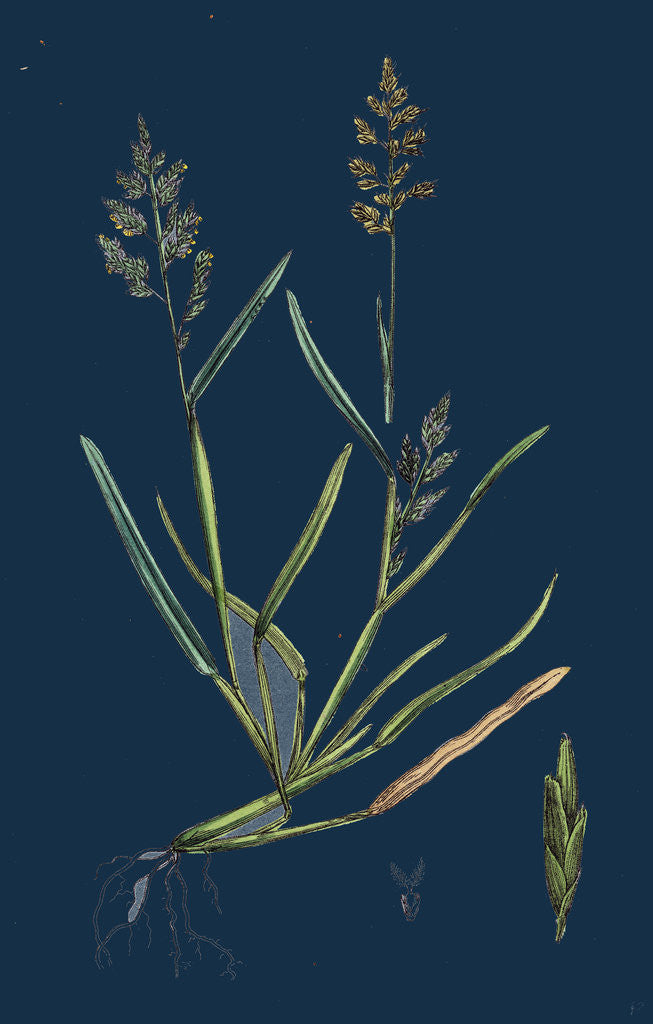 Detail of Sclerochloa Procumbens; Procumbent Meadow-Grass by Anonymous