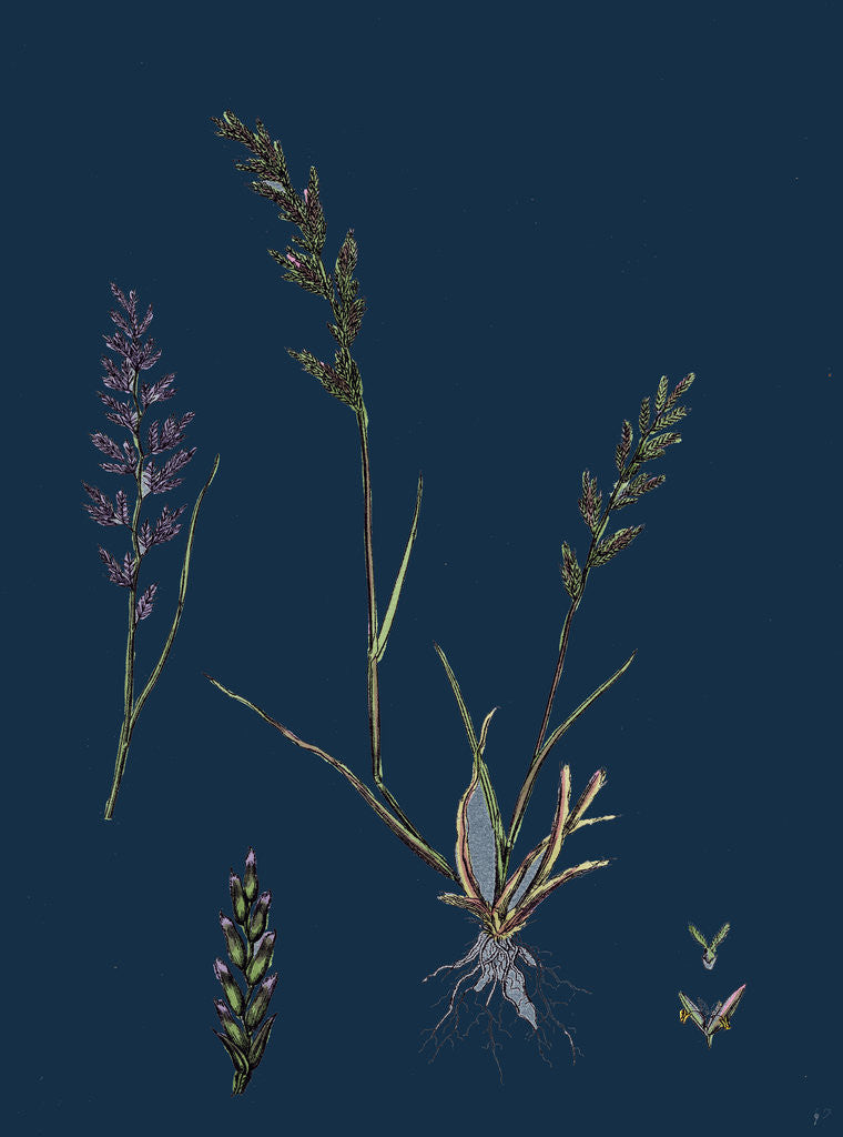 Detail of Sclerochloa Rigida; Hard Meadow-Grass by Anonymous