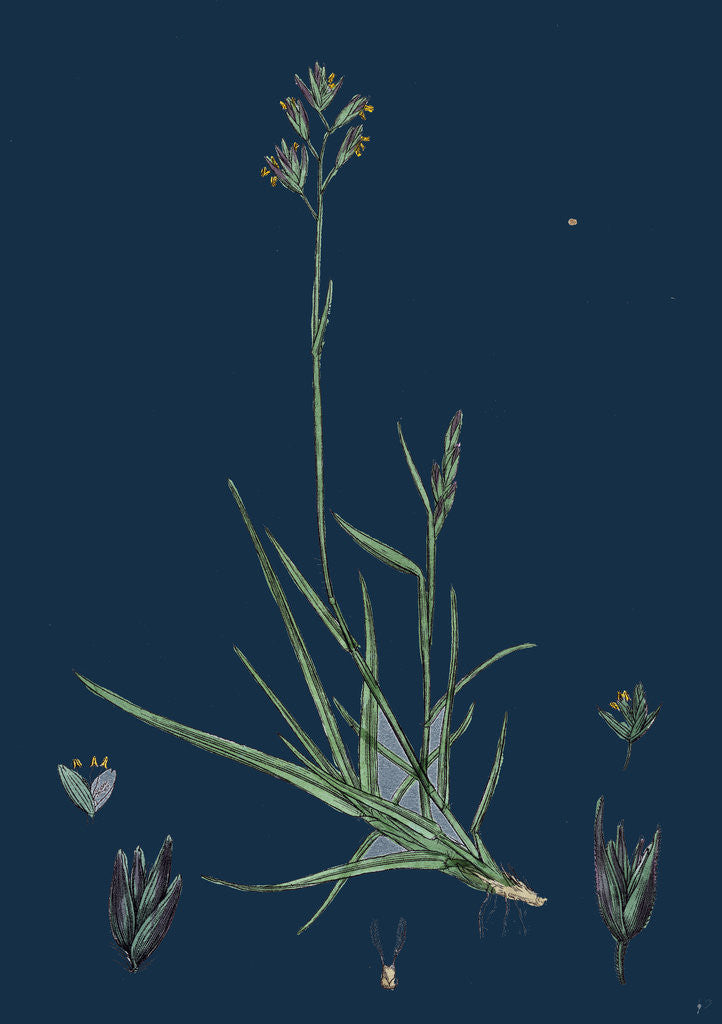 Detail of Triodia Decumbens; Decumbent Heath-Grass by Anonymous