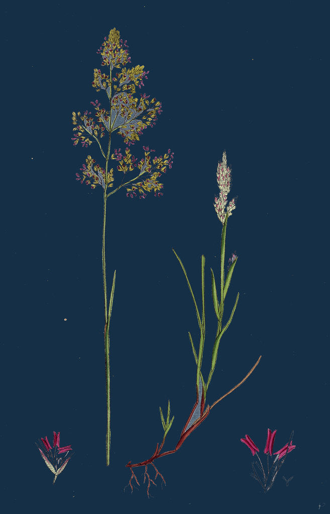 Detail of Corynephorus Canescens; Grey Hair-Grass by Anonymous