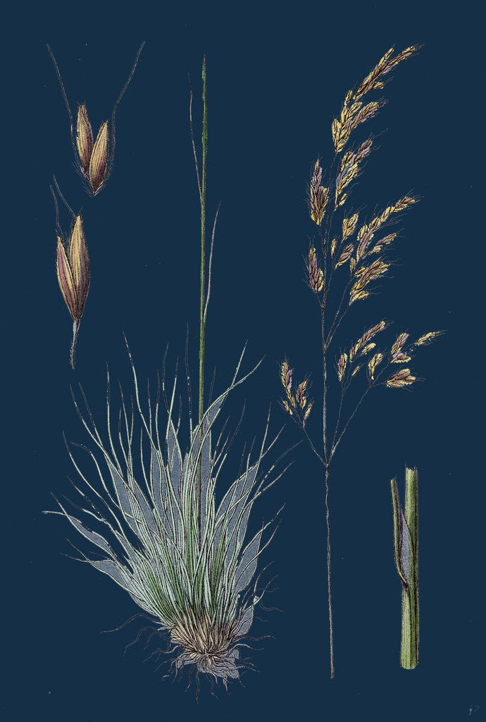 Detail of Aira Uliginosa; Bog Hair-Grass by Anonymous