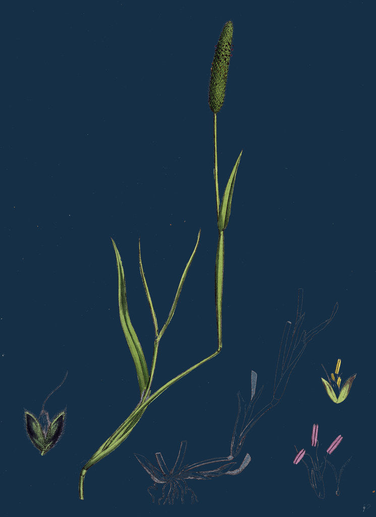 Detail of Alopecurus Eu-Geniculatus; Bent-Stemmed Fox-Tail-Grass by Anonymous