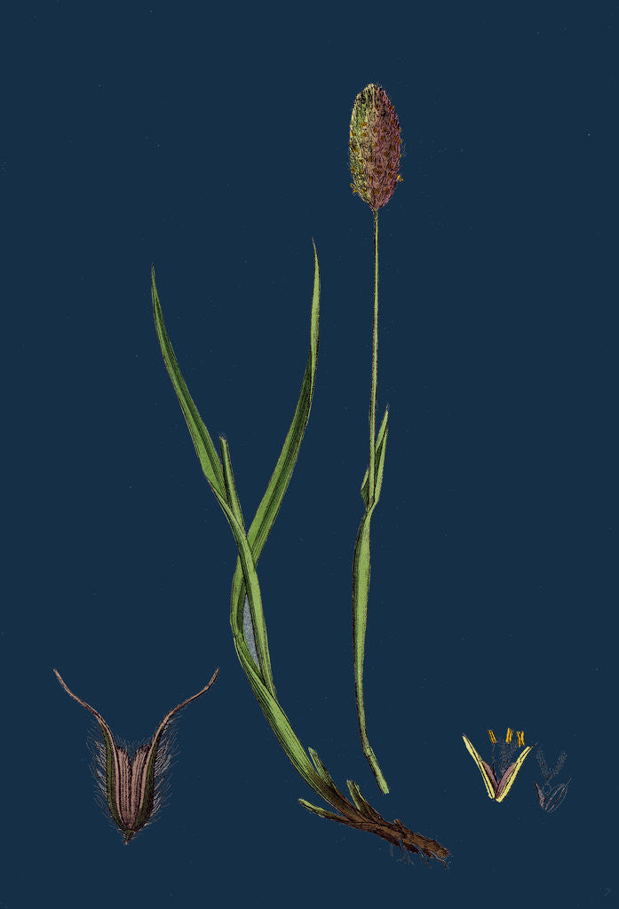 Detail of Phleum Alpinum; Alpine Timothy-Grass by Anonymous