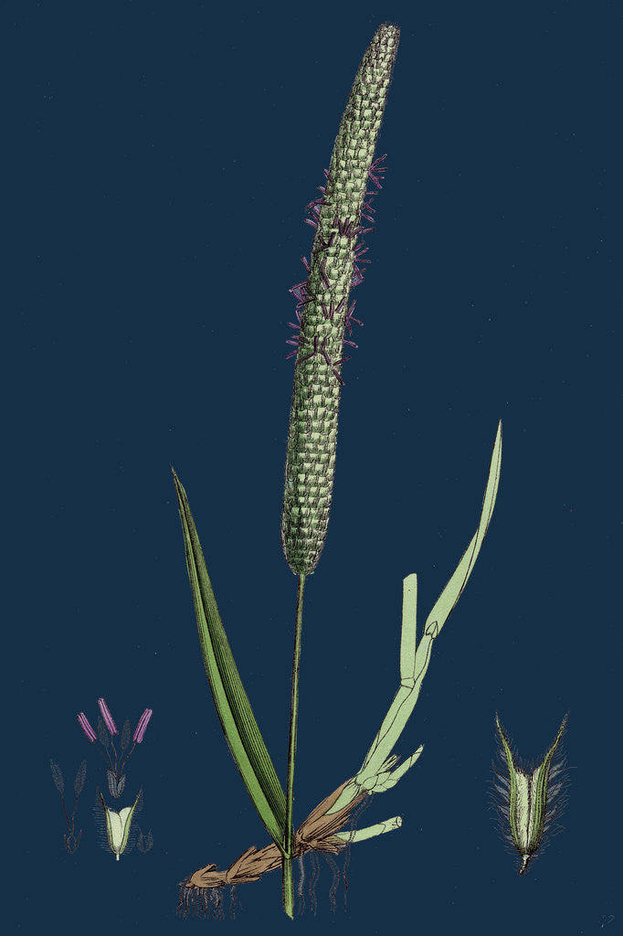 Detail of Phleum Pratense, Var. Genuinum; Common Timothy-Grass, Var. A. by Anonymous