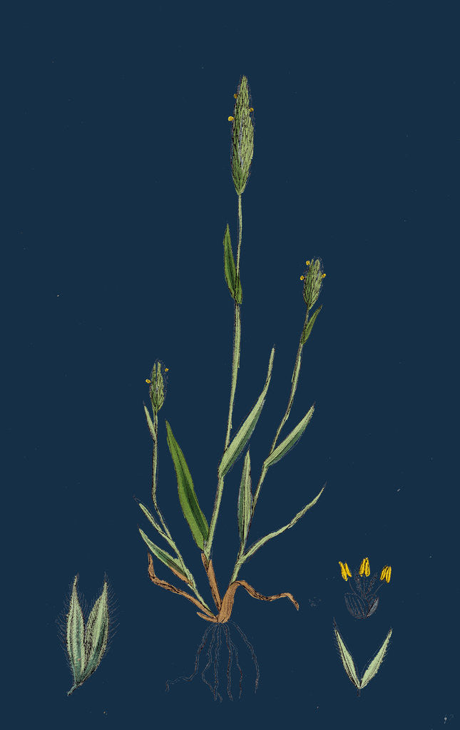 Detail of Phleum Arenarium; Sand Timothy-Grass by Anonymous