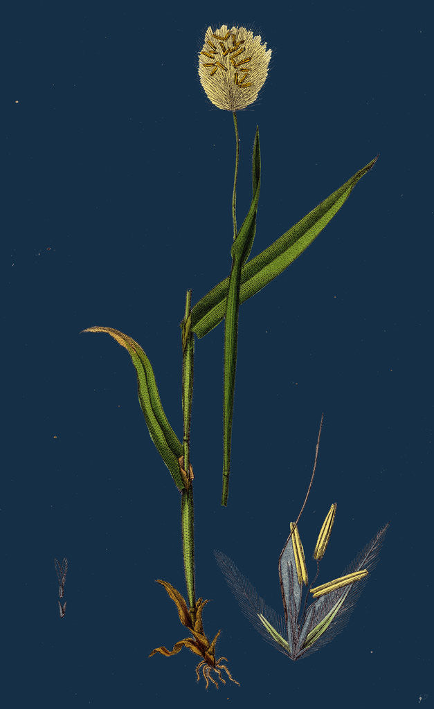 Detail of Lagurus Ovatus; Ovate Hare's-Tail-Grass by Anonymous