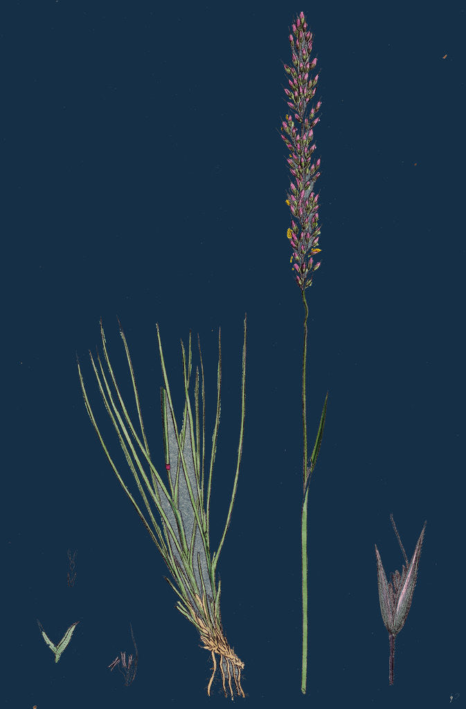 Detail of Agrostis Setacea; Bristle-Leaved Bent-Grass by Anonymous