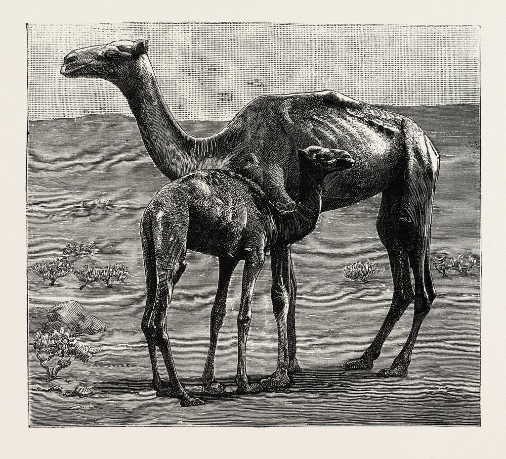 Detail of Camels from El-Teb, Soudan, at the Zoological Gardens: As They Were When Taken to the Gardens by Anonymous