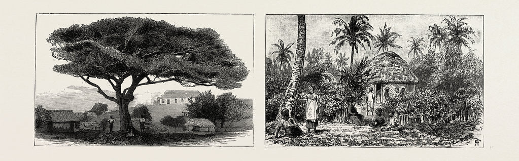 Detail of A Large Tree at Nukualofa, Tonga Islands; a Tongan Village, Vavau, Tonga Islands by Anonymous