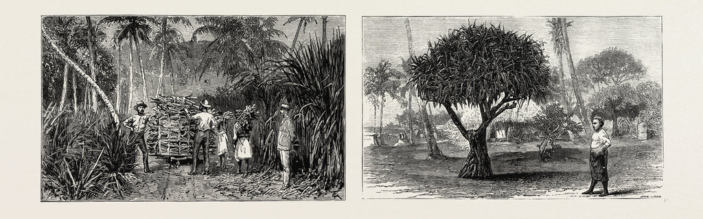Detail of Loading Cane in a Sugar Field, Fiji Islands; Pandanus Tree, Tongatabu, Tonga Islands by Anonymous