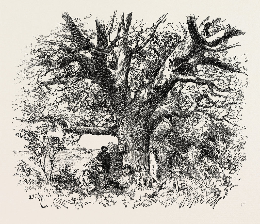 Detail of A Buck-Hunting Excursion in South Africa: A Yellow-Wood Tree by Anonymous