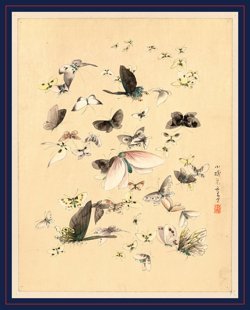 Detail of Butterflies and Moths by Anonymous