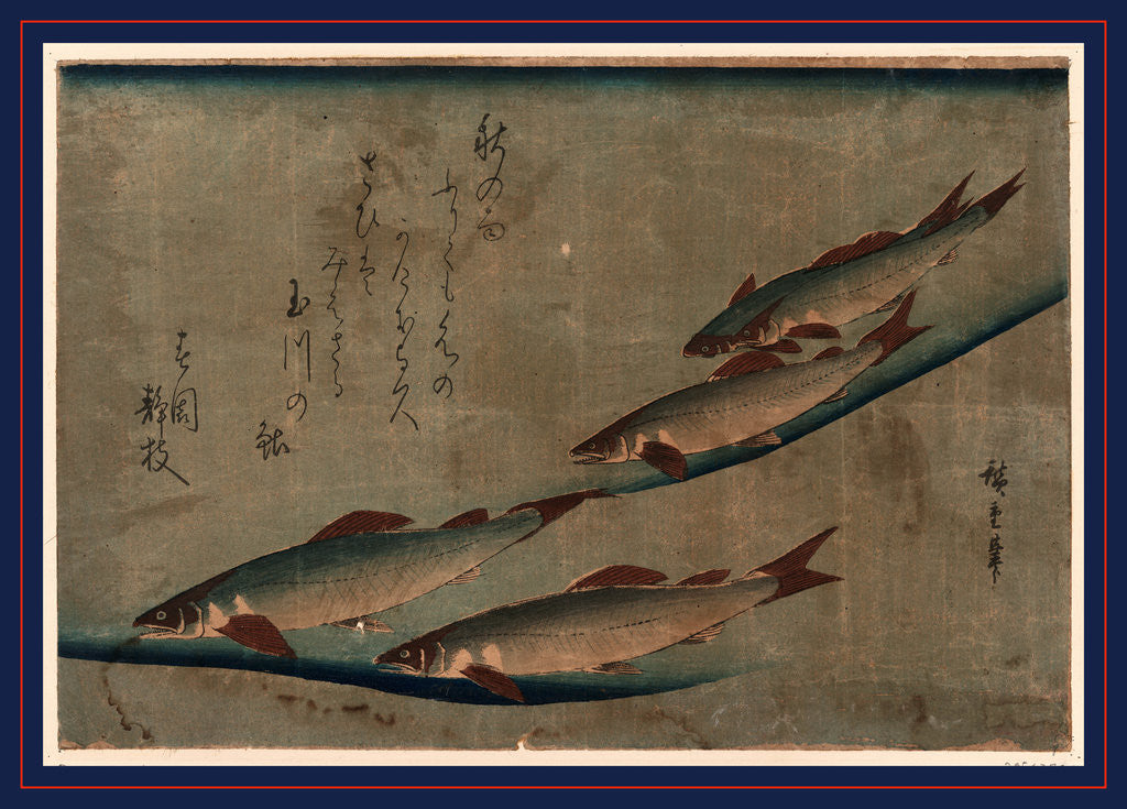 Detail of Ayu zu, River trout (Ayu) by Ando Hiroshige