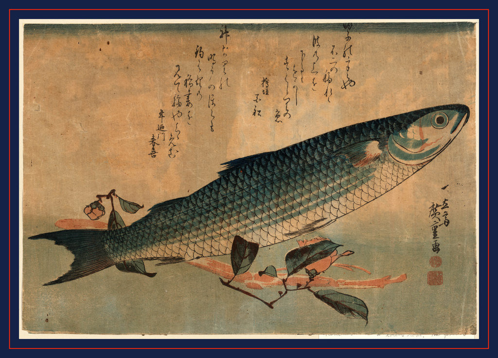 Detail of Bora Zu, Striped Mullet (Bora) by Anonymous