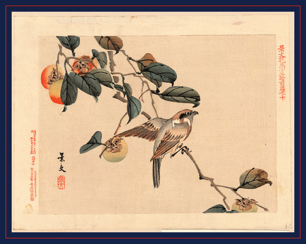 Detail of Bird Perched on a Branch in Persimmon Tree. by Anonymous