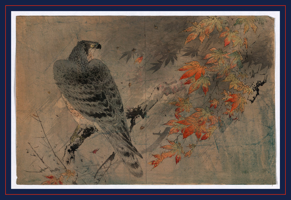 Detail of an Eagle Perched on a Branch in a Maple Tree by Anonymous