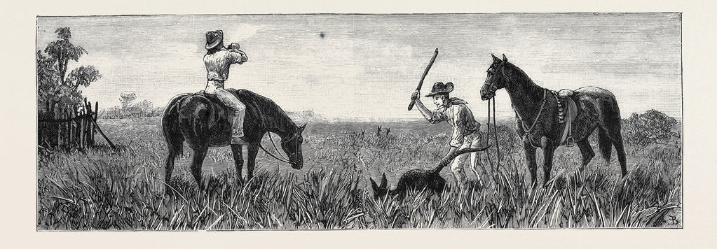 Detail of Wallaby Hunting, Queensland by Anonymous