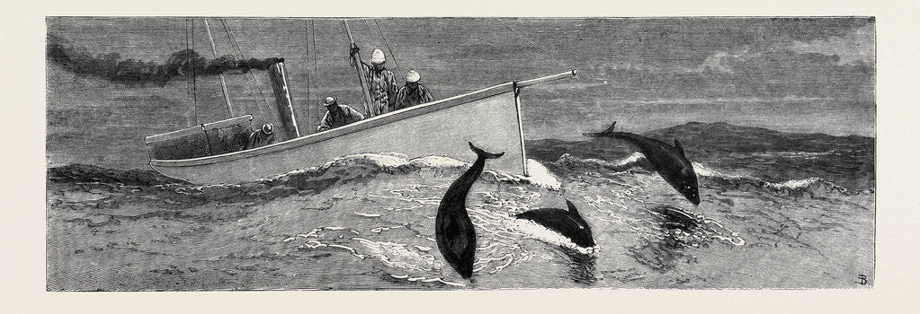 Detail of Porpoises Playing Under the Bow of the Nina, Mauritius by Anonymous