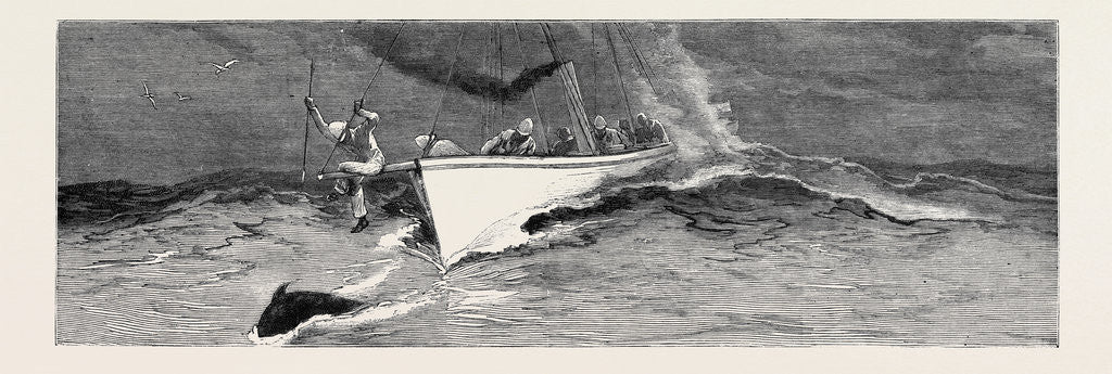 Detail of Harpooning a Porpoise, Mauritius by Anonymous