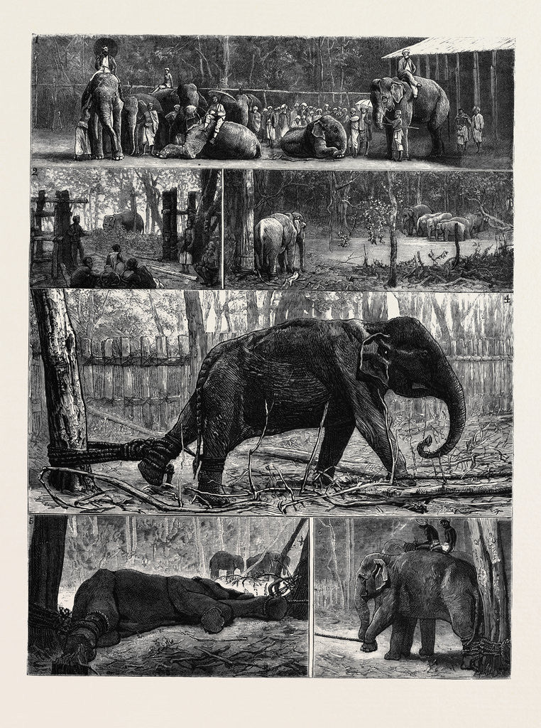 Detail of The Young Princes on Their Cruise; at an Elephant Kraal Near Awisawella, Ceylon by Anonymous