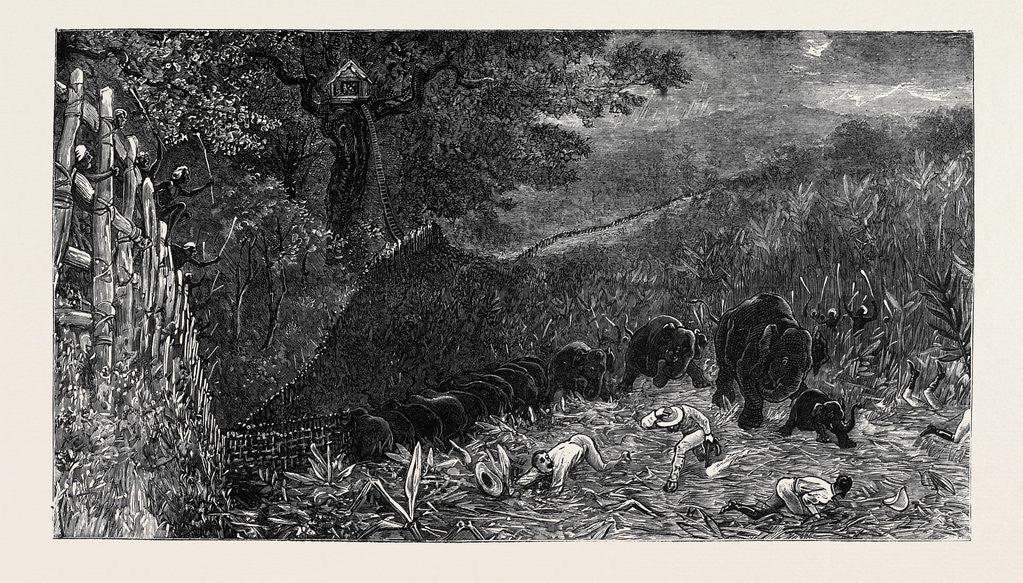 Detail of The Young Princes on Their Cruise: Charge of Wild Elephants During a Kraal at Labugankande, Ceylon by Anonymous
