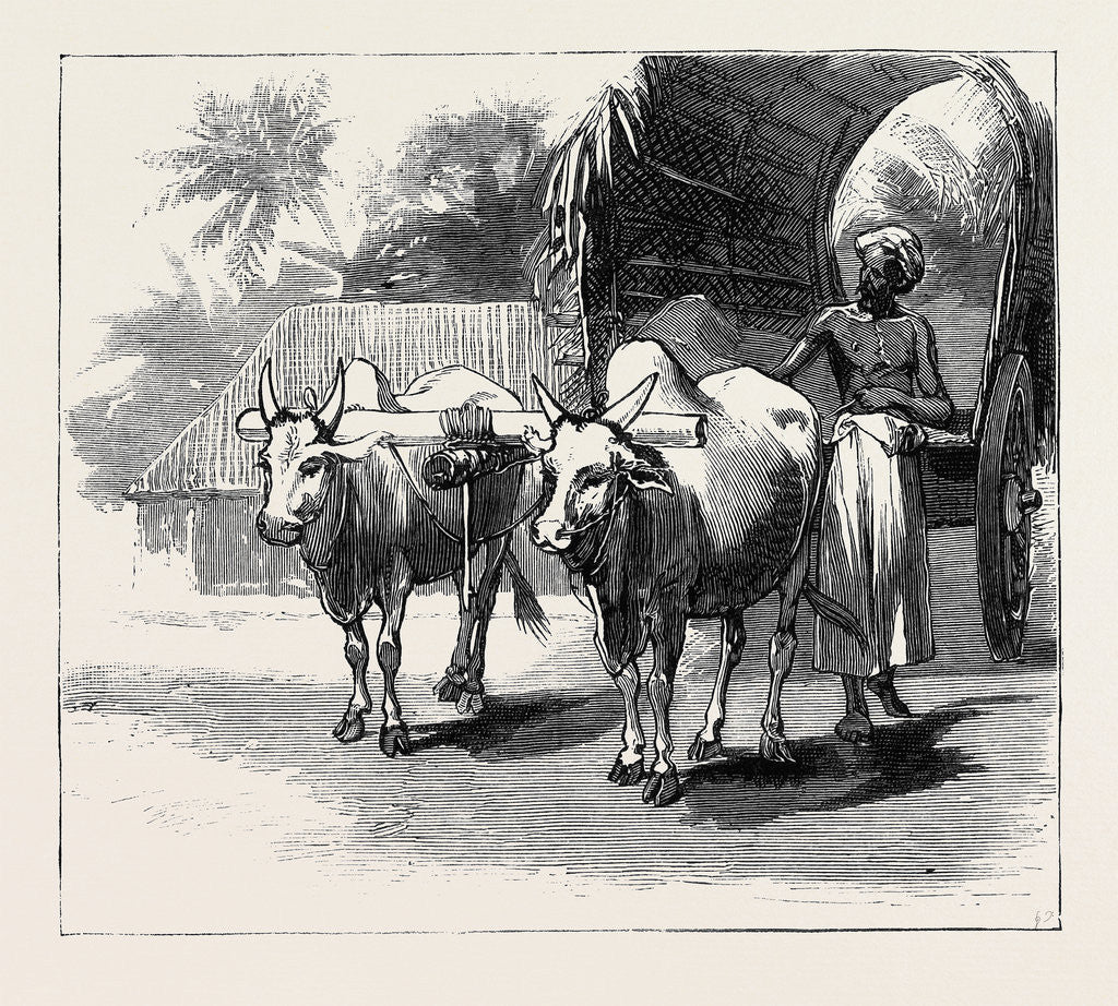 Detail of Round the World Yachting in the Ceylon, Ceylon: A Bullock-Cart by Anonymous