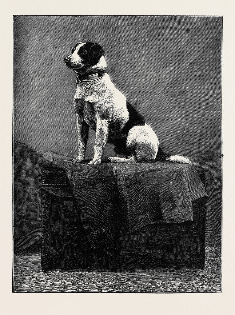 Detail of An Adventurous Dog: Railway Jack (Recently Run Over and Wounded at Norwood Station) by Anonymous