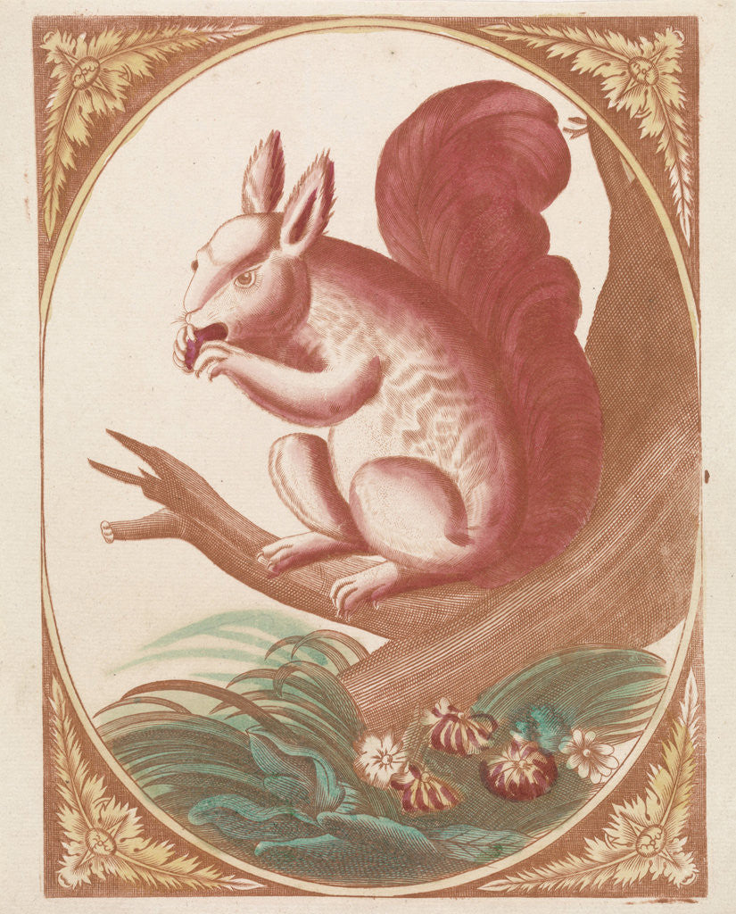 Detail of Squirrel on a tree branch by Johan Teyler