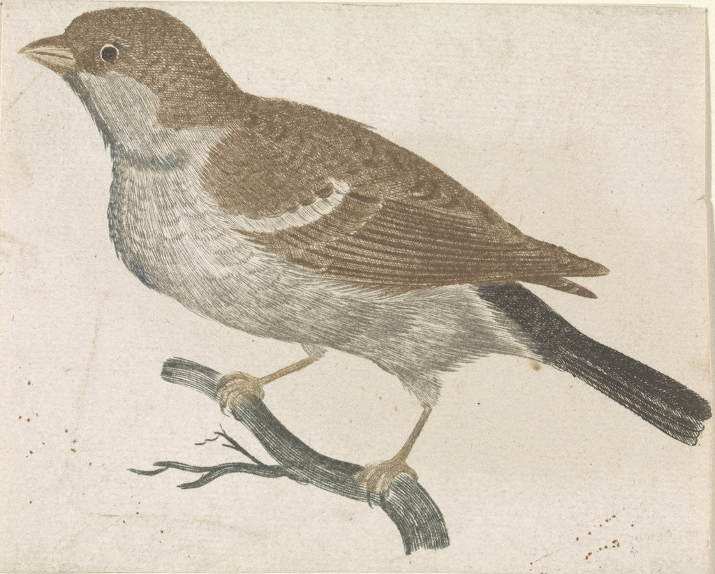 Detail of Sparrow on a branch to the left by Anonymous