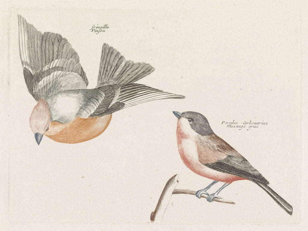 Detail of Check and gray flank tit by Johan Teyler