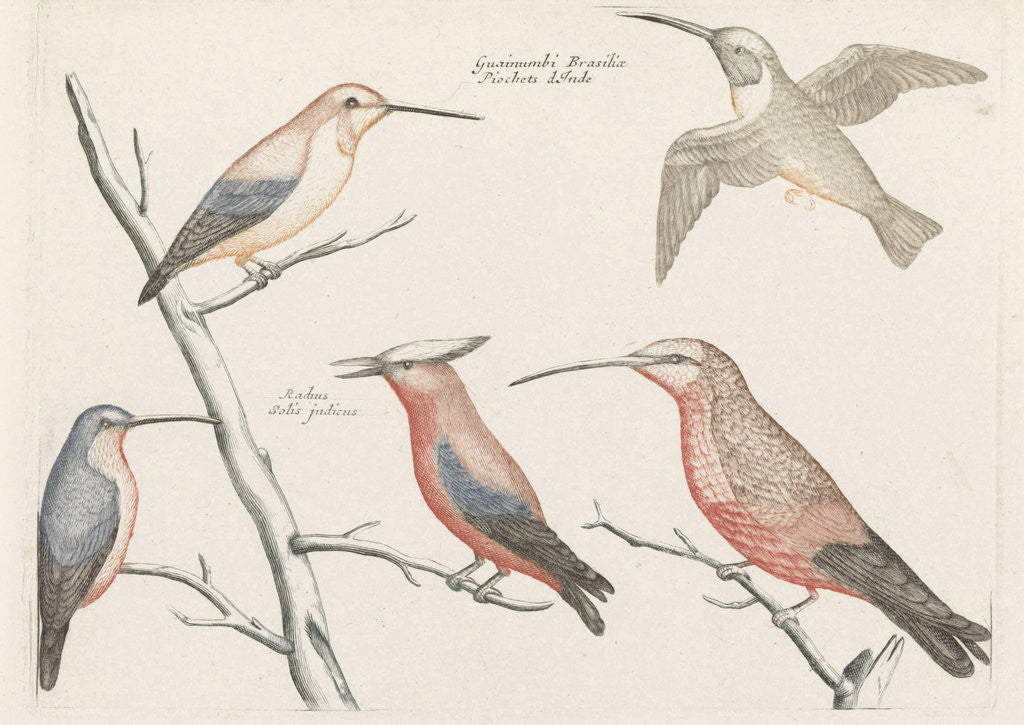 Detail of Five different species of hummingbirds by Johan Teyler