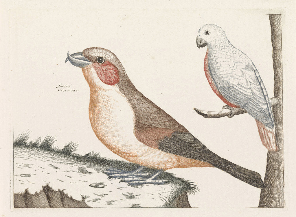 Detail of In the foreground a crossbill, right on a branch a white bird with curved beak by Anonymous