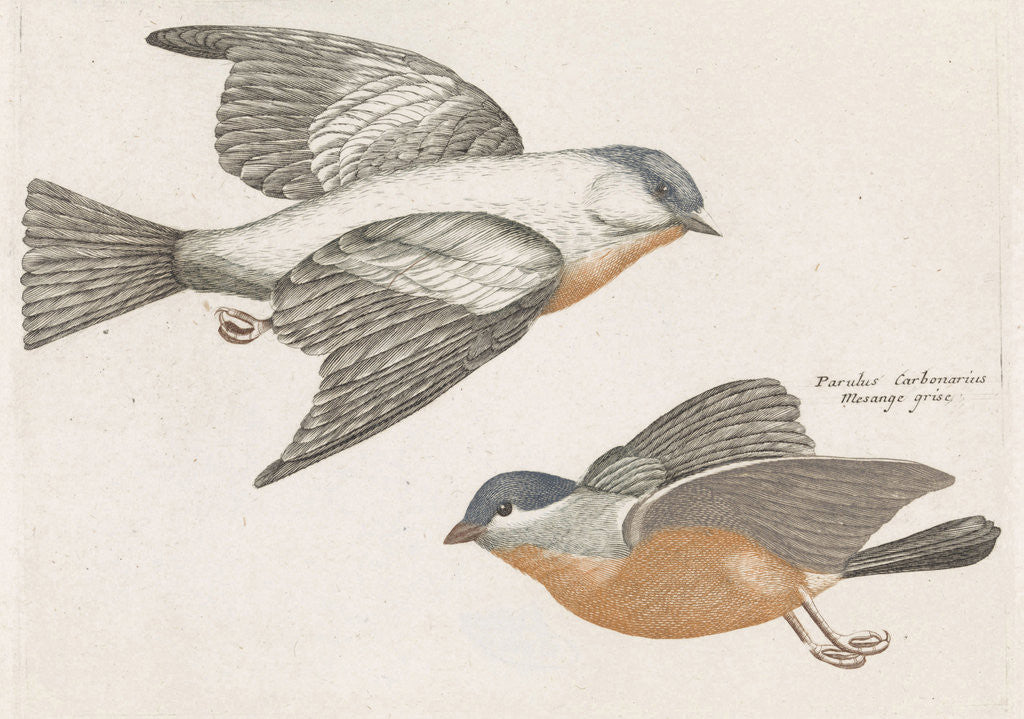 Detail of Grey Flank Tits by Johan Teyler