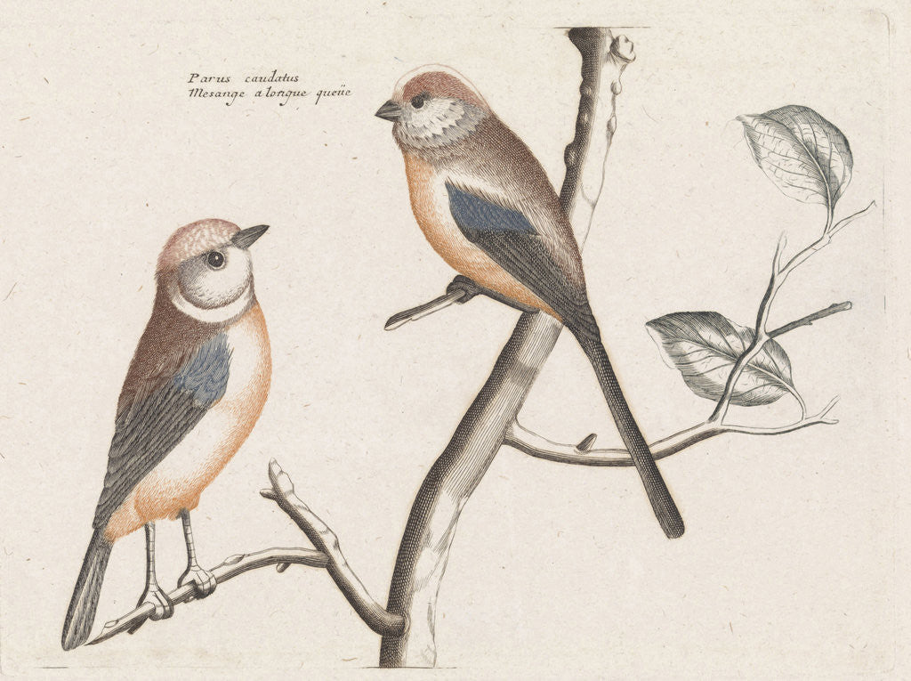 Detail of tailed tits by Johan Teyler