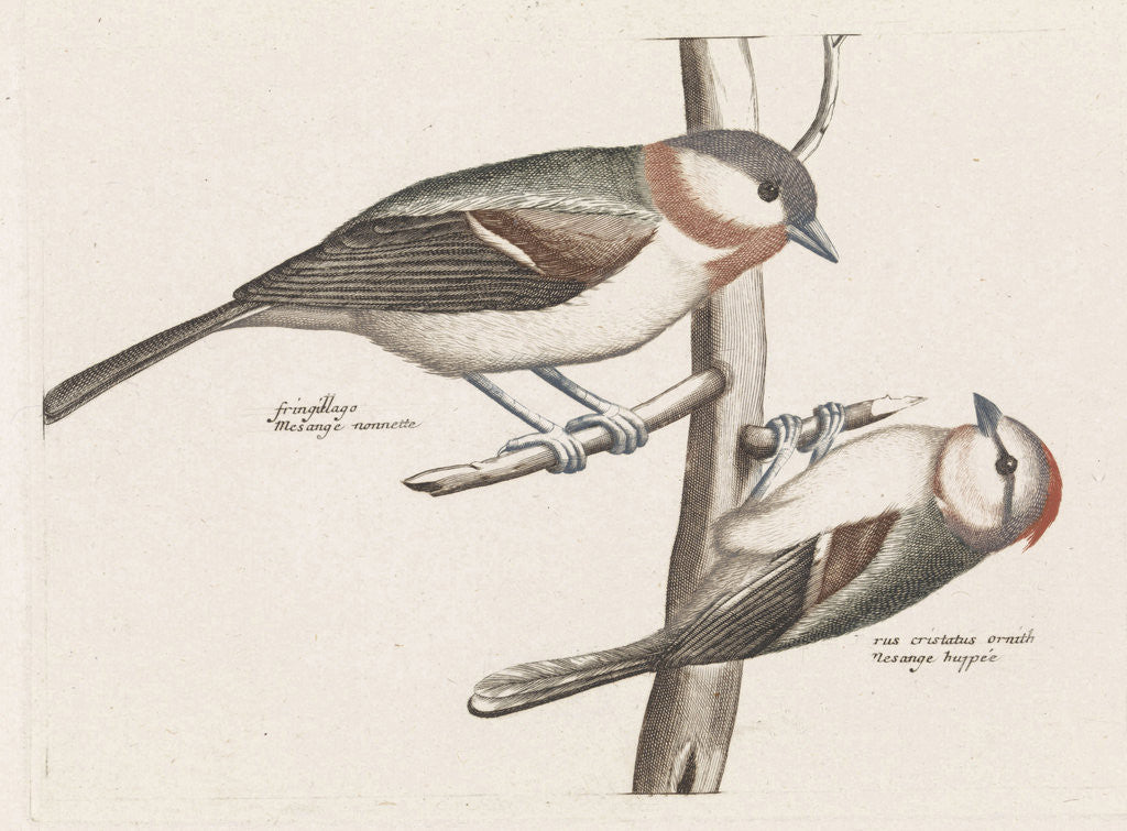 Detail of Marsh Tit and Crested Tit by Johan Teyler