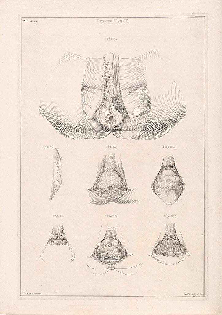 Detail of Anatomy of the pelvis by Jacob van der Schley